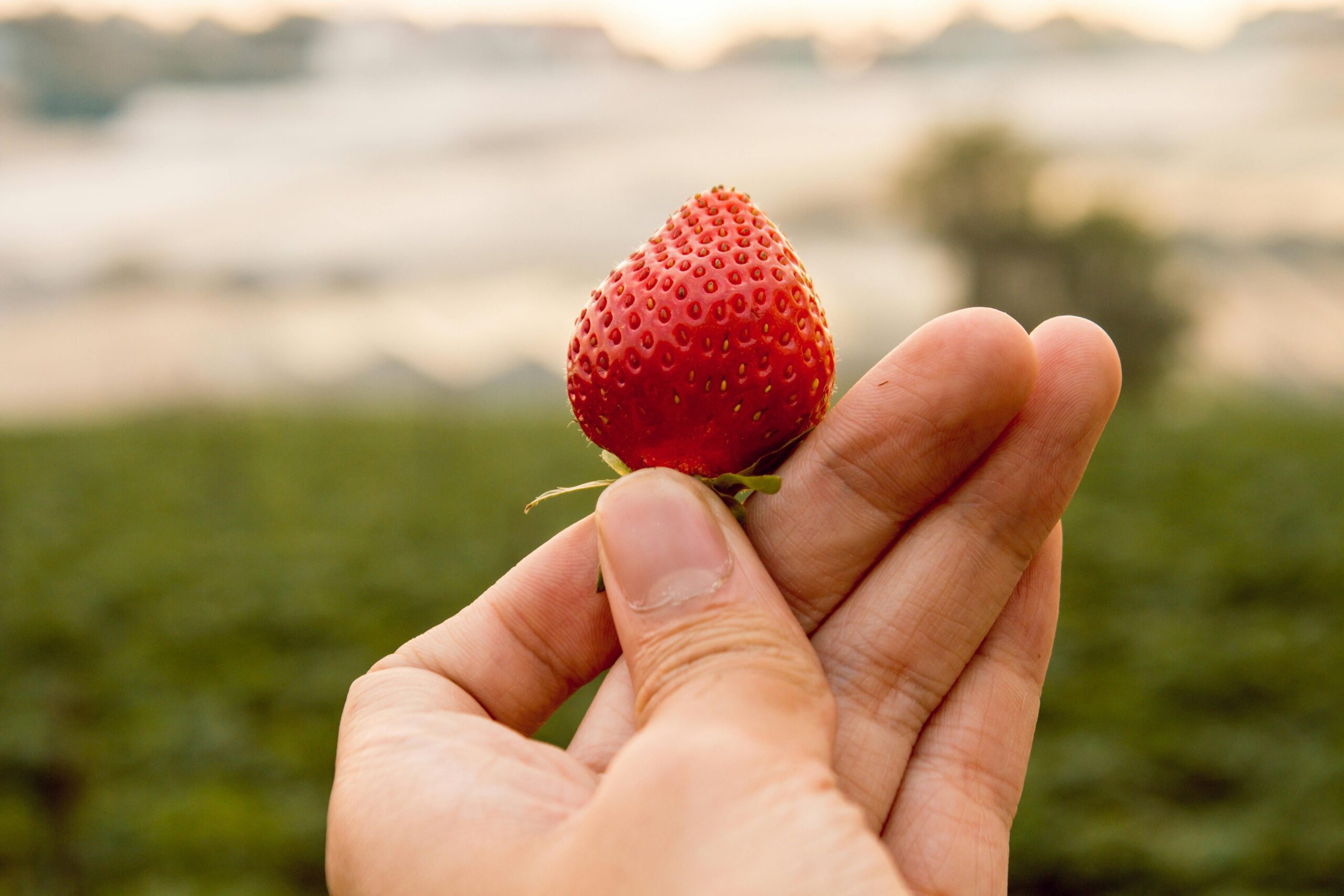 Hand holding a ripe strawberry outdoors in Da Lat, Vietnam, showcasing freshness and nature.
